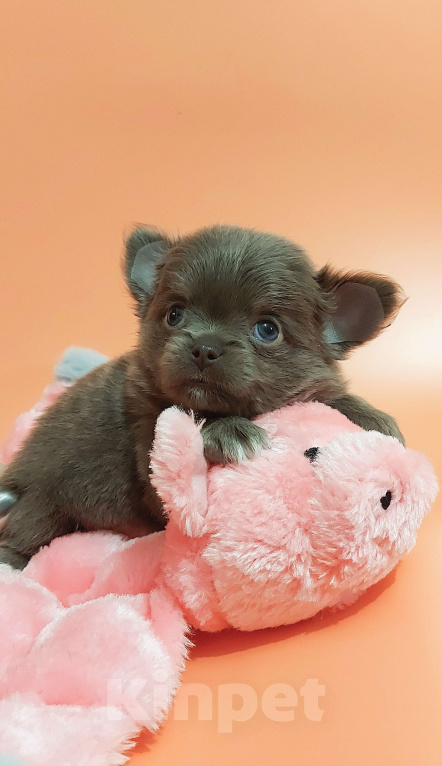 Собаки в Новосибирске: Девочка Чихуахуа Девочка, Бесплатно - фото 4