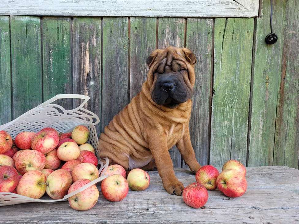 Собаки в Москве: Щенок шарпея  с документами Девочка, 50 000 руб. - фото 3