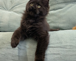 Кошки в Иркутске: Котенок мейн-кун Девочка, 15 000 руб. - фото 2