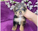 Собаки в Москве: Йорк мраморный мальчик крупный стандарт с зелёно голубыми глазами Мальчик, 60 000 руб. - фото 1