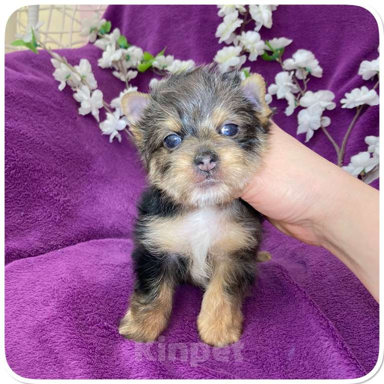 Собаки в Москве: Йорк мраморный мальчик крупный стандарт с зелёно голубыми глазами Мальчик, 60 000 руб. - фото 1