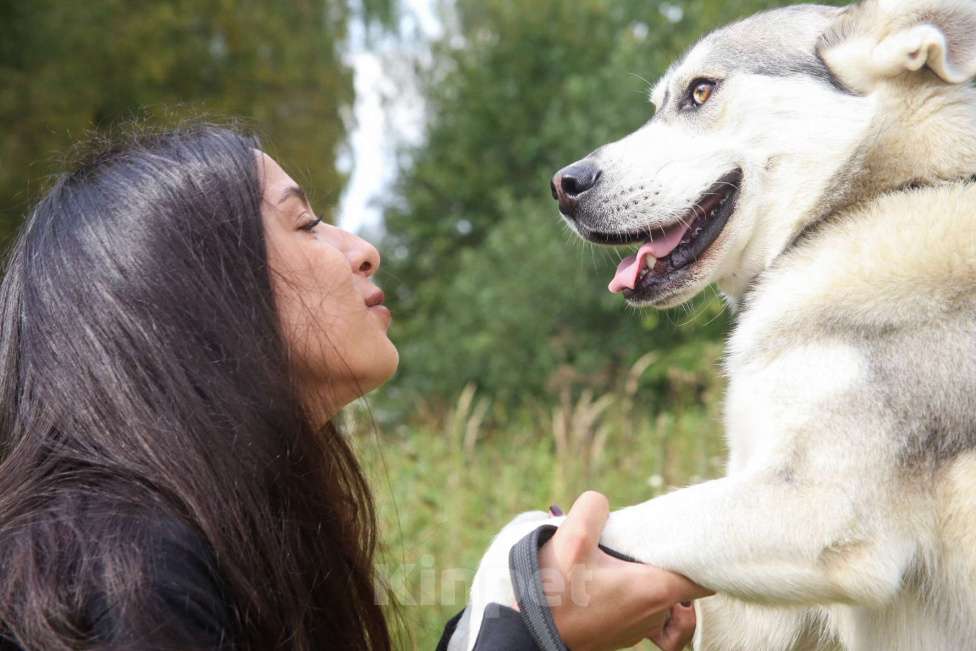 Собаки в Москве: Серенький Мальчик, Бесплатно - фото 26