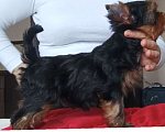 Собаки в других городах Свердловской области: Йоркширский терьер щенок Мальчик, 55 000 руб. - фото 3