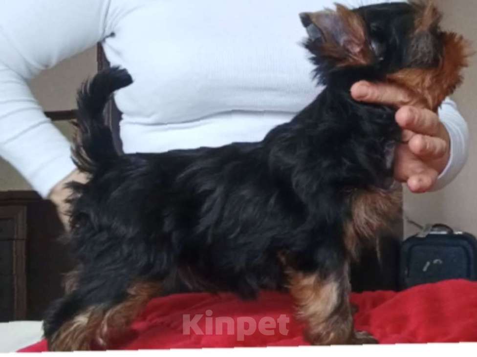 Собаки в других городах Свердловской области: Йоркширский терьер щенок Мальчик, 55 000 руб. - фото 3