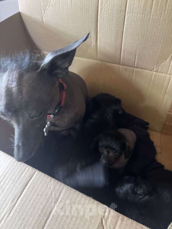 Собаки в Верее: Продаю щенков девочки метисы  Девочка, Бесплатно - фото 3