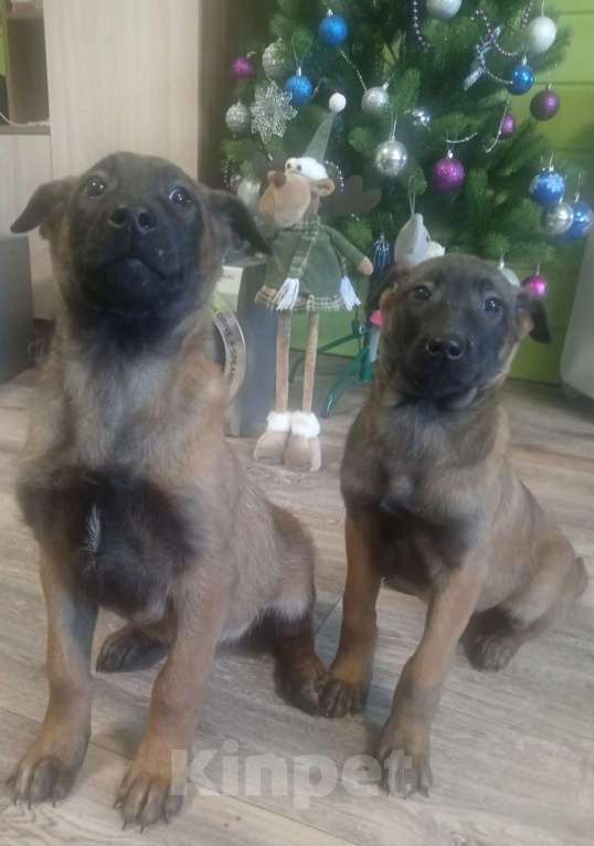 Собаки в других городах Московской области: Бельгийская овчарка Разнополые, Бесплатно - фото 4