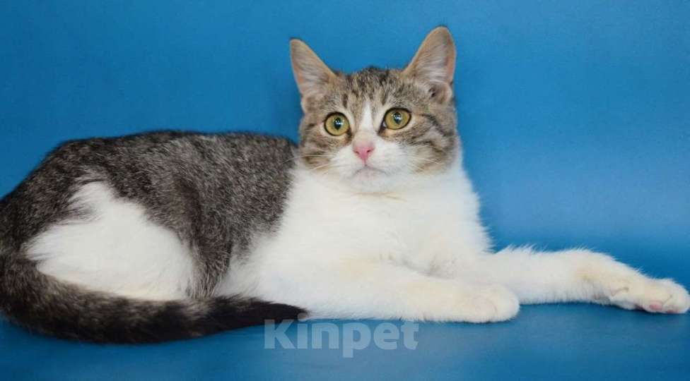 Кошки в Москве: Обычные котята Сёма и Сева ищут дом Мальчик, Бесплатно - фото 3