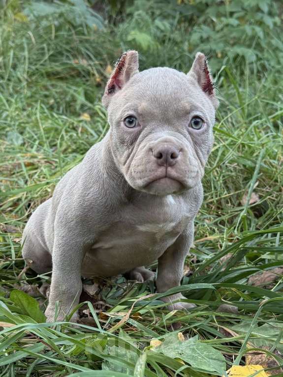 Собаки в Жуковском: Американский булли щенки покет Девочка, 90 000 руб. - фото 3