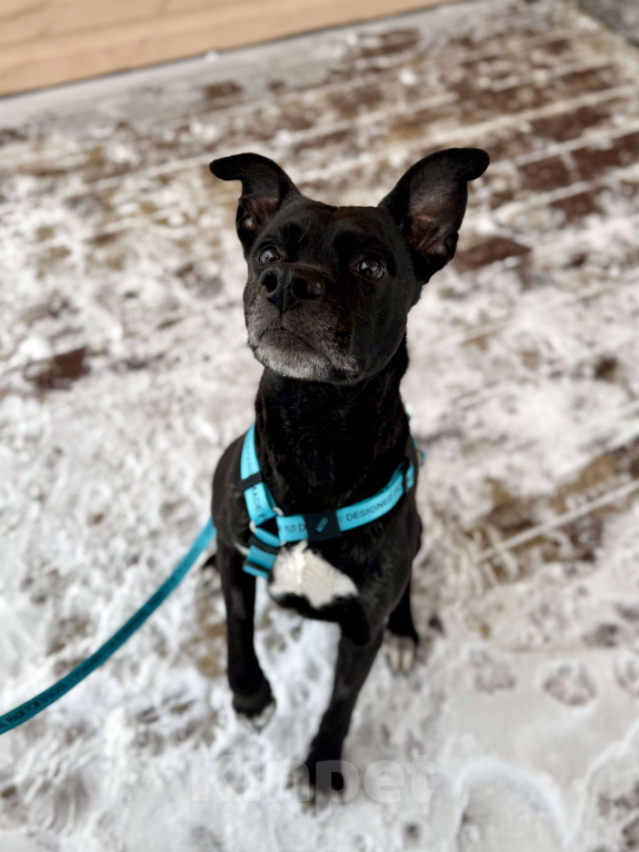 Собаки в Москве: Добрый пес Джек ищет дом Мальчик, Бесплатно - фото 4