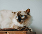 Кошки в Москве: Сима из кошачьей квартиры. Девочка, Бесплатно - фото 8