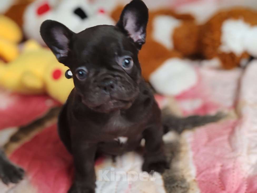Собаки в Санкт-Петербурге: Шикарная шоколадная Девочка, 80 000 руб. - фото 7