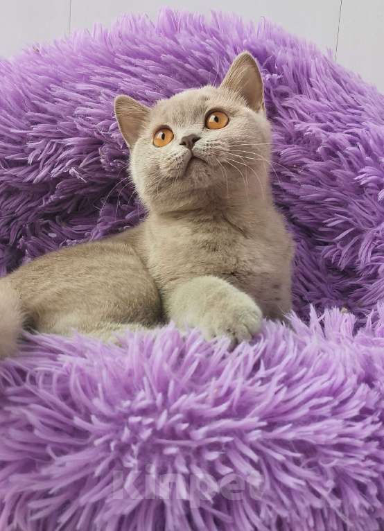 Кошки в Санкт-Петербурге: Британская кошечка Девочка, 40 000 руб. - фото 4