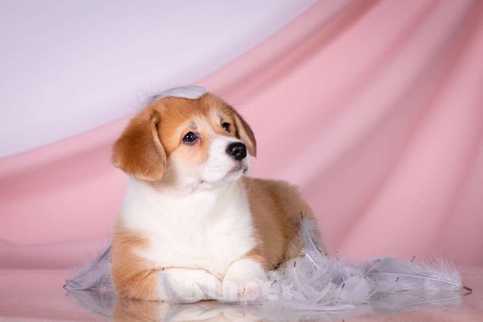 Собаки в Москве: Продам щенка вельш корги пемброк Девочка, 70 000 руб. - фото 4