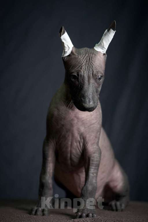 Собаки в Москве: Ксолоитцкуинтли стандартного размера  Девочка, Бесплатно - фото 2