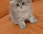Кошки в Краснодаре: Британцы длинношерстные Разнополые, 11 111 руб. - фото 1