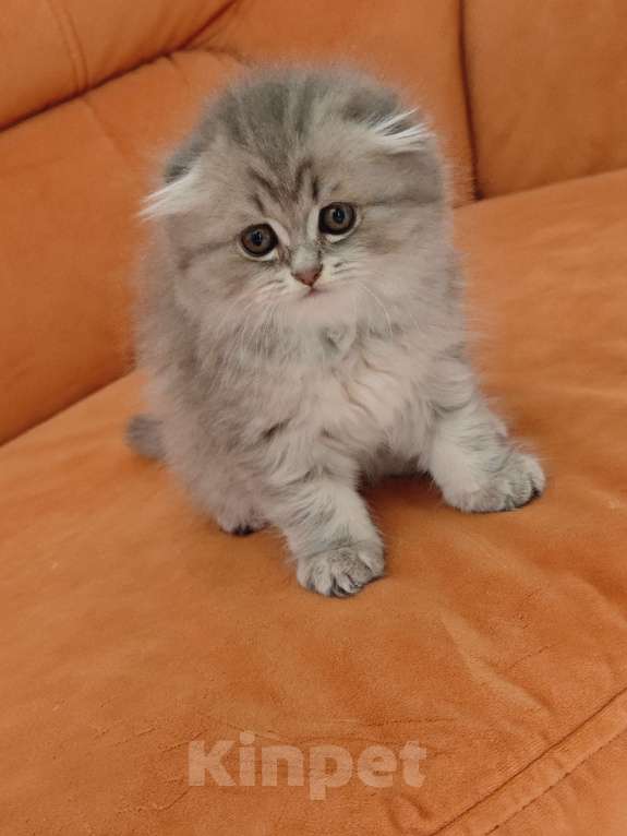 Кошки в Краснодаре: Британцы длинношерстные Разнополые, 11 111 руб. - фото 1