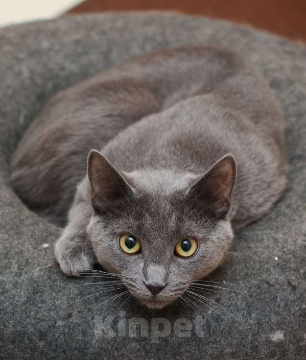 Кошки в Москве: Красавец Дымок ждет маму и папу Мальчик, Бесплатно - фото 1