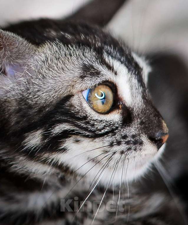 Кошки в Москве: Бенгальский котенок серебро Девочка, Бесплатно - фото 7