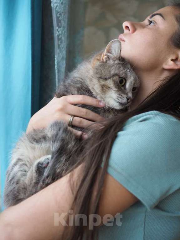 Кошки в Москве: Идеальная кошка-компаньон Лиза в добрые руки Девочка, Бесплатно - фото 4