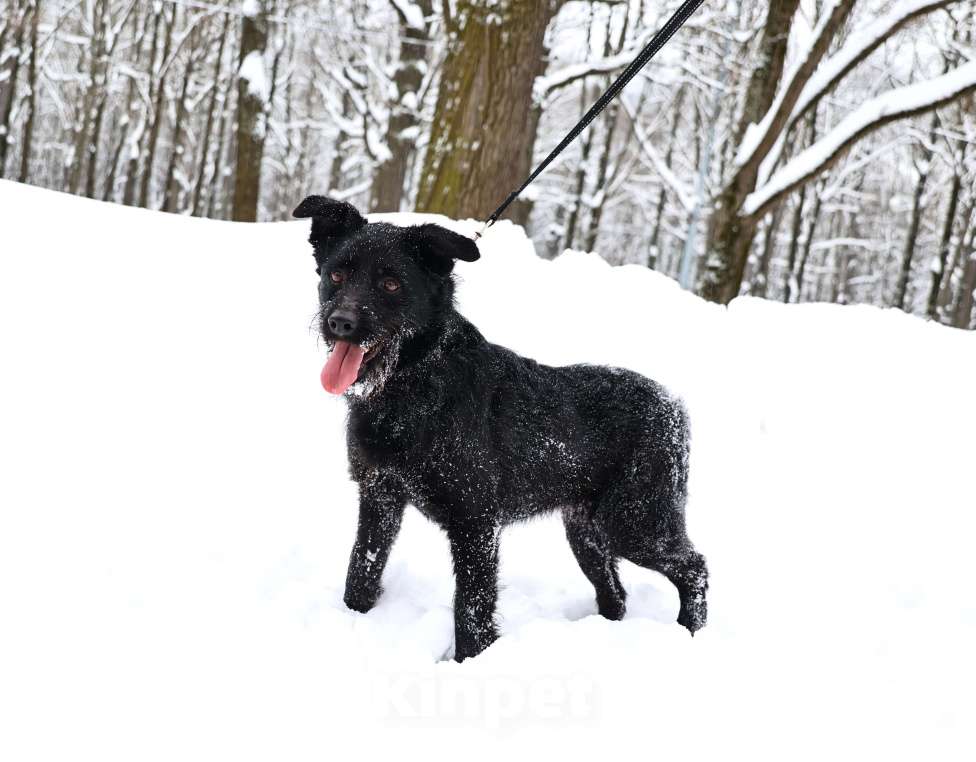 Собаки в Москве: Собака бесплатно Москва Мальчик, Бесплатно - фото 5