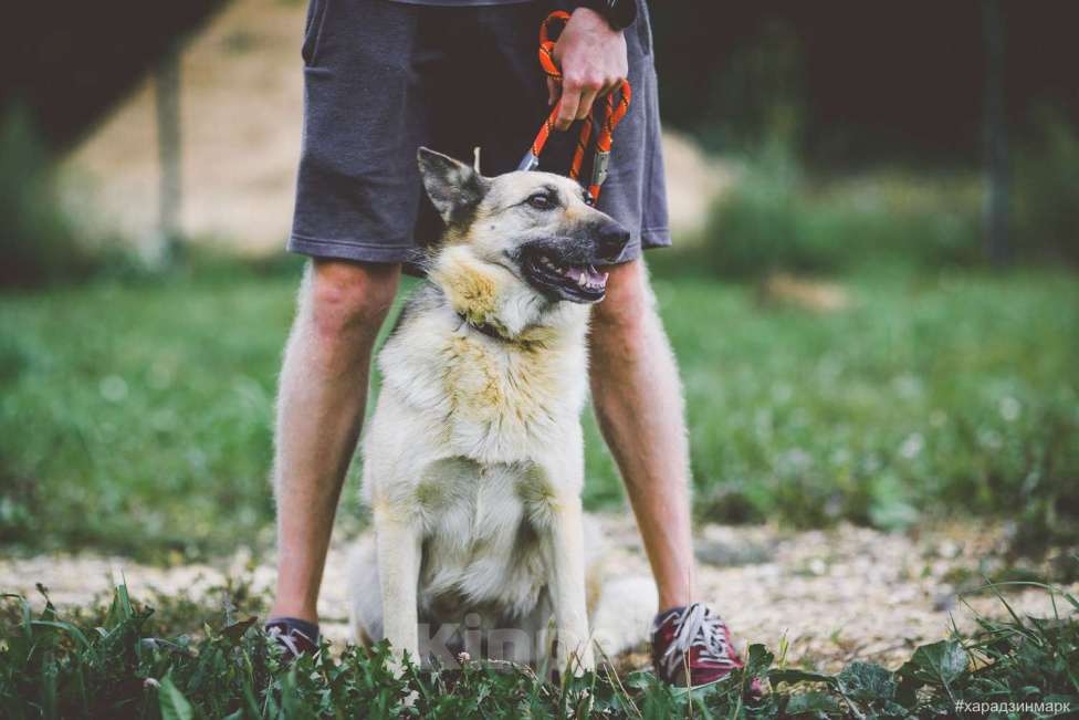Собаки в Москве: Гера Девочка, Бесплатно - фото 3
