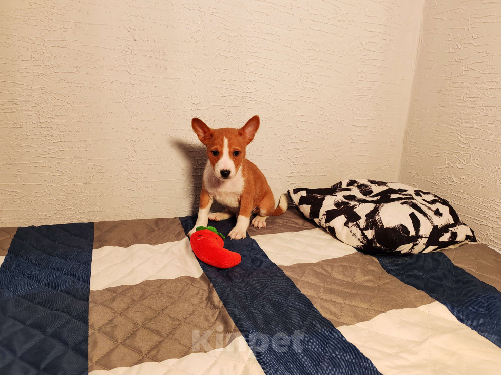 Собаки в Москве: Девочка Басенджи  Девочка, 45 000 руб. - фото 1