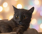 Кошки в Калуге: Котенок Девочка, Бесплатно - фото 1