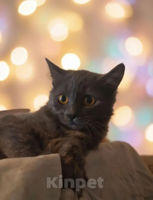 Кошки в Калуге: Котенок Девочка, Бесплатно - фото 1