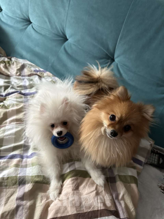 Собаки в Тюмени: Немецкий шпиц щенок девочка Девочка, 40 000 руб. - фото 7