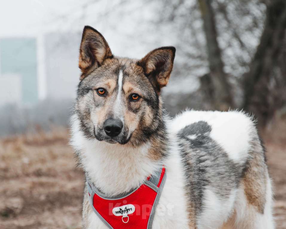 Собаки в Москве: Лайма - бывшедомашняя ласковая красавица из приюта в добрые руки  Девочка, Бесплатно - фото 10