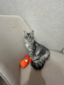 Отдам котенка в хорошие руки