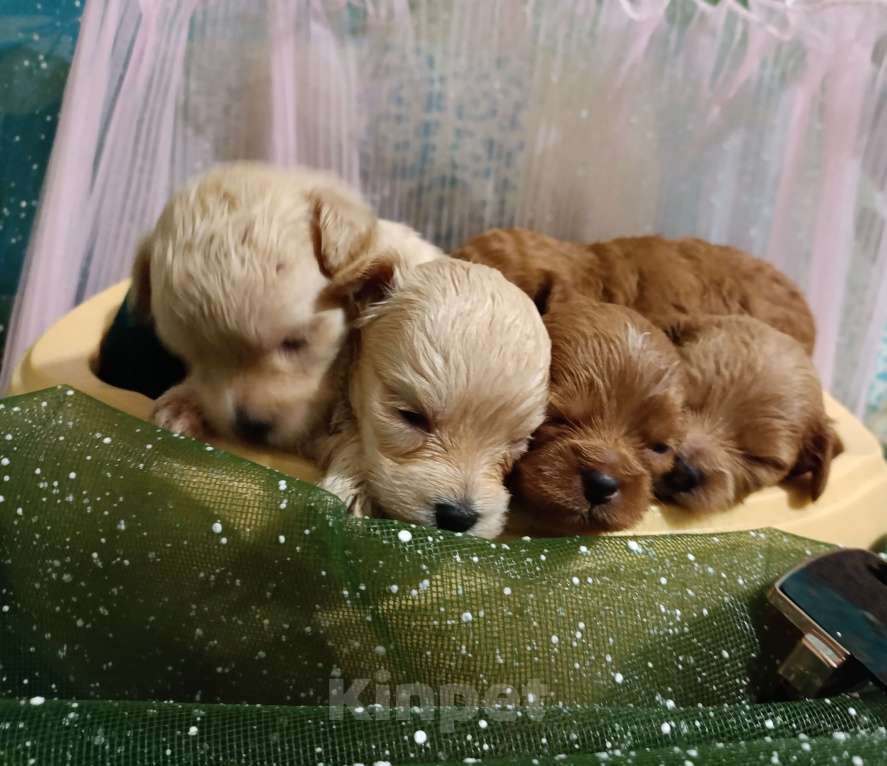 Собаки в Москве: Мальтипу девочки и мальчики Девочка, 55 000 руб. - фото 7