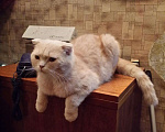 Кошки в Майкопе: Ждём кошечку в гости, 1 000 руб. - фото 2