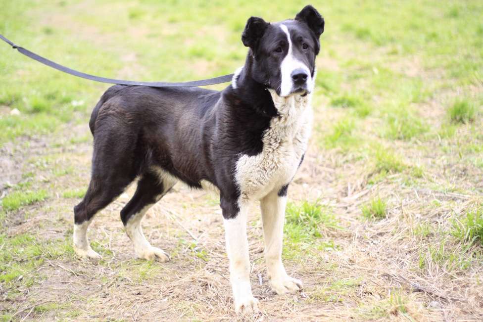 Собаки в Видном: Алабай Йенифер, 2 года Девочка, Бесплатно - фото 8