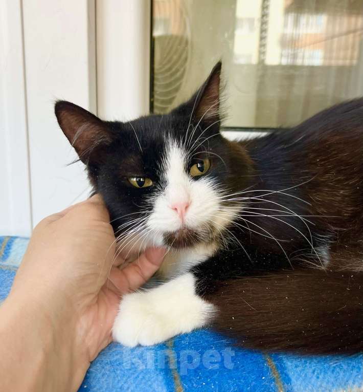 Кошки в Москве: Маленькая пушистая кошечка Фаня в добрые руки  Девочка, Бесплатно - фото 7