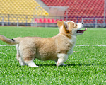Собаки в Твери: Щенок Вельш-корги-пемброк Мальчик, 120 000 руб. - фото 6
