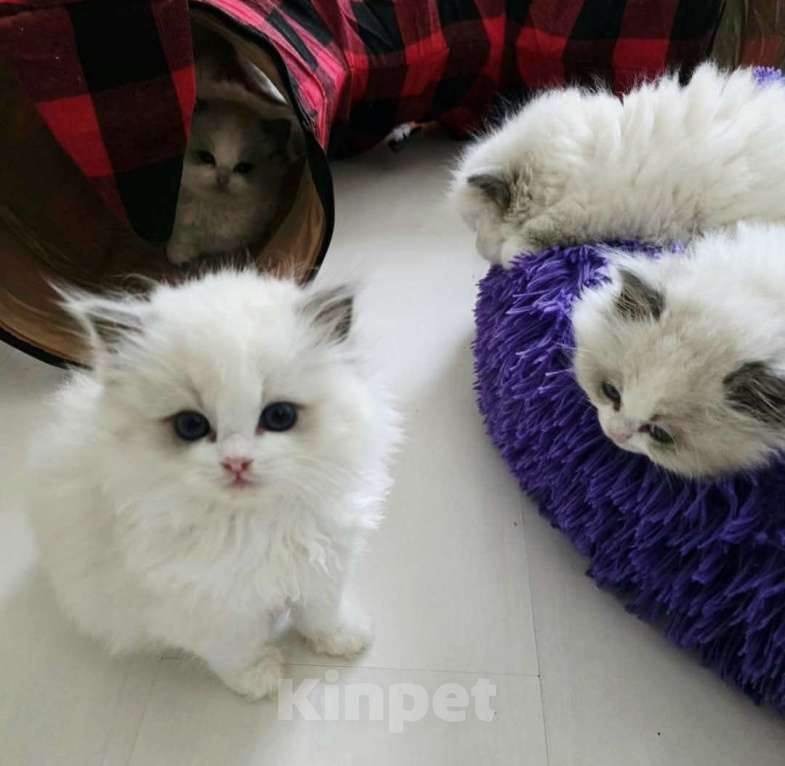 Кошки в Нижнем Новгороде: Котята Мальчик, 90 000 руб. - фото 1