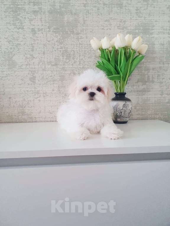 Собаки в Москве: Щенки Мальтезе  Девочка, 120 000 руб. - фото 2