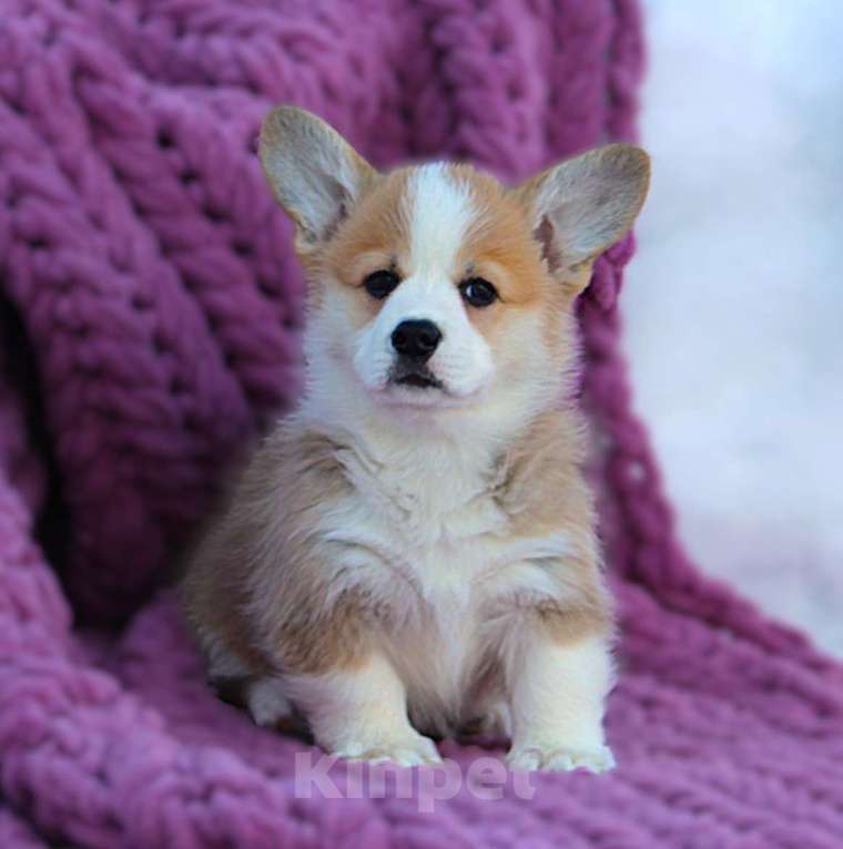 Собаки в других городах Московской области: Щенок сука вельш корги пемброк Девочка, 60 000 руб. - фото 1