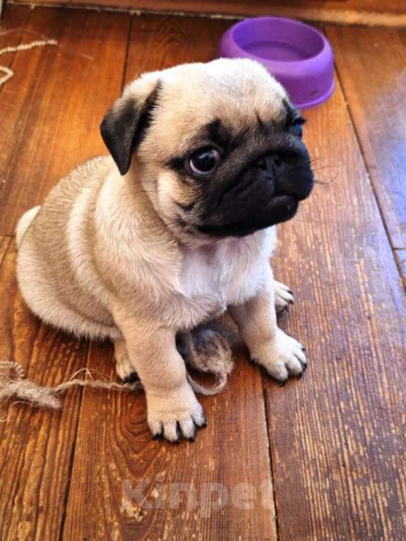 Собаки в Одинцово: Щенок мопса Мальчик, 40 000 руб. - фото 3