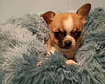 Собаки в Москве: Щенок чихуахуа, девочка Девочка, 50 000 руб. - фото 6