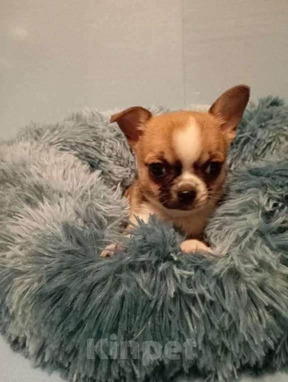 Собаки в Москве: Щенок чихуахуа, девочка Девочка, 50 000 руб. - фото 6