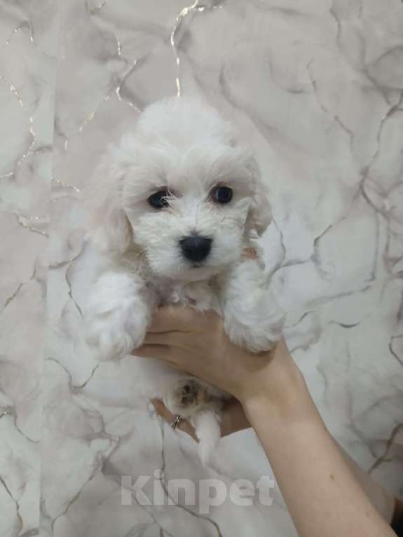 Собаки в Прокопьевске: Пушистые хвостики  Мальчик, 25 000 руб. - фото 2