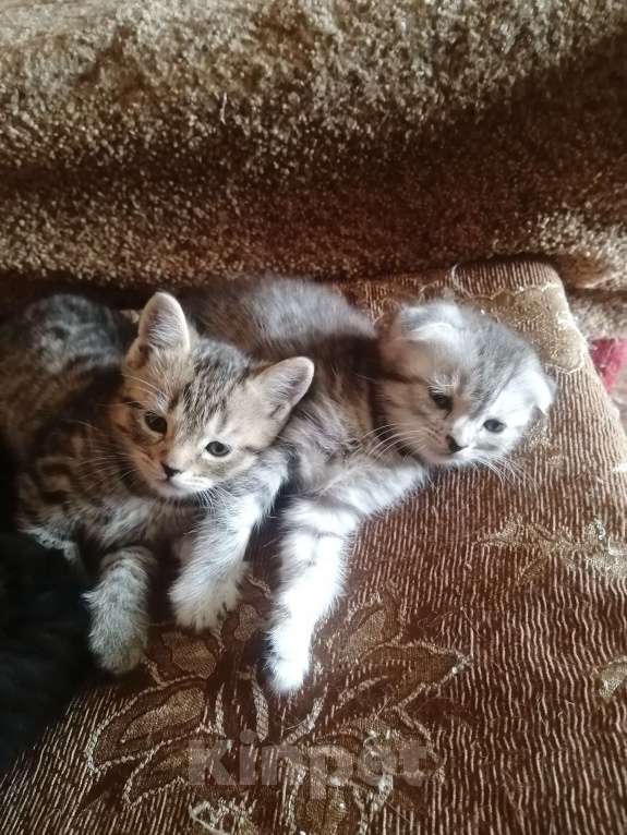 Кошки в других городах Свердловской области: Продаются котята Девочка, 3 500 руб. - фото 2