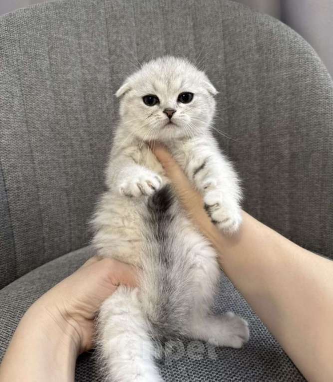 Кошки в Лобне: Шотландская вислоухая девочка, короткошёрстая    Девочка, 25 000 руб. - фото 1