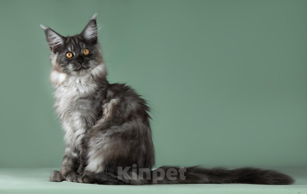 Кошки в Видном: Котенок мейн-кyн Алиса, Черная Жемчужина, Чудо с кисточками 🤍🤍🤍 Девочка, 50 000 руб. - фото 4