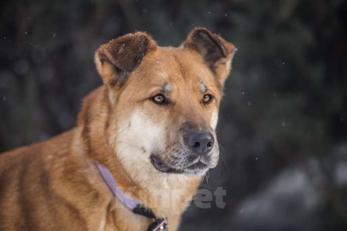 Собаки в Москве: Ищете идеальную рыжую собаку? Их есть у нас! Мальчик, Бесплатно - фото 2