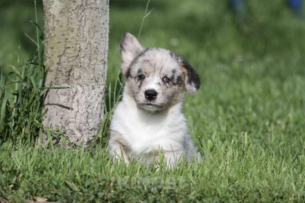 Собаки в Москве: Вельш корги кардиган-девочка Девочка, 80 000 руб. - фото 3