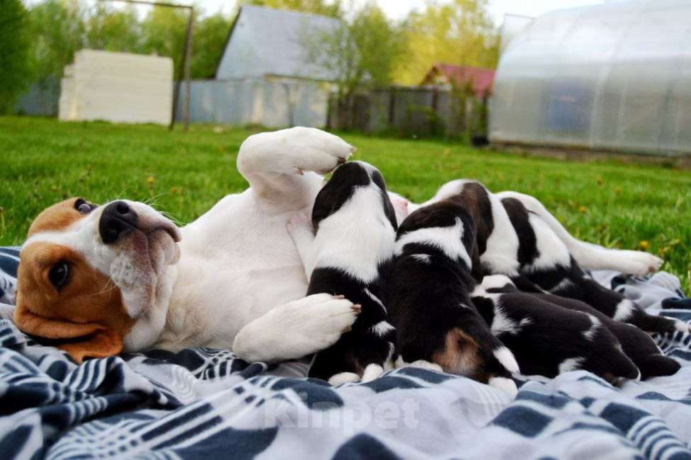 Собаки в Балашихе: Дана Девочка, 30 000 руб. - фото 3