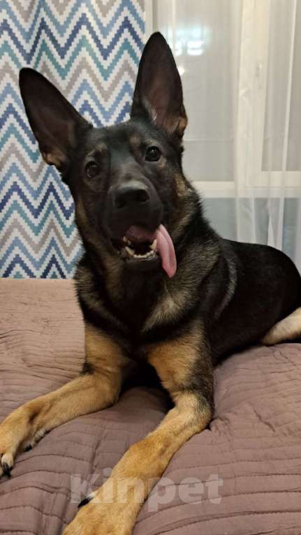 Собаки в Липецке: Немецкая овчарка в добрые руки Мальчик, 1 руб. - фото 4